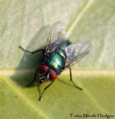 Goldfliege (Lucilia sericata) Fam. Schmeifliegen April09-Garten_N