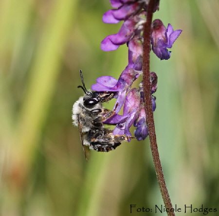 Langhornbiene Eucera longicornis-HttenfeldbeiSportplatz-18.06.09-1-N