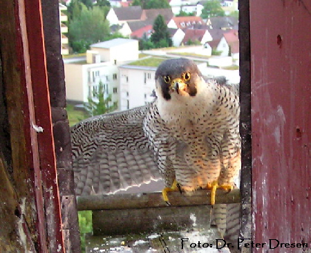 Wanderfalken (Falco peregrinus) (4) _  Viernheim Apostelkirchturm 16.5.2008 004_P.Dresen.gr.