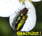 Zierlicher Prachtkfer (Anthaxia nitidula) 2 kl.