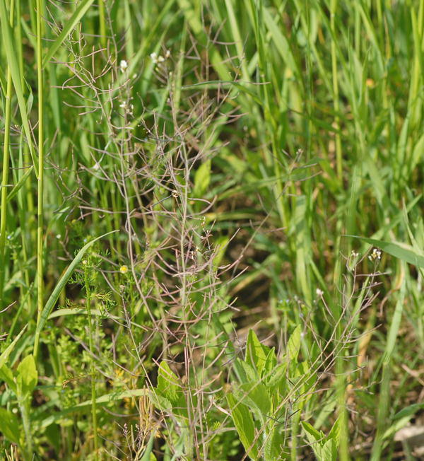 Acker-Schmalwand - Arabidopsis thaliana