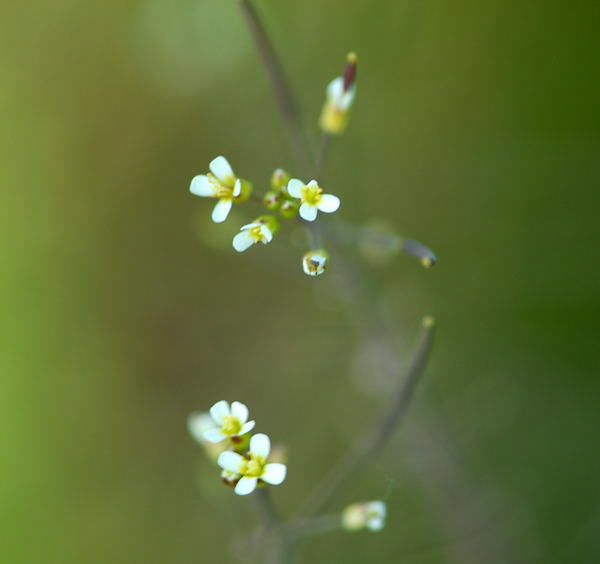 Acker-Schmalwand - Arabidopsis thaliana