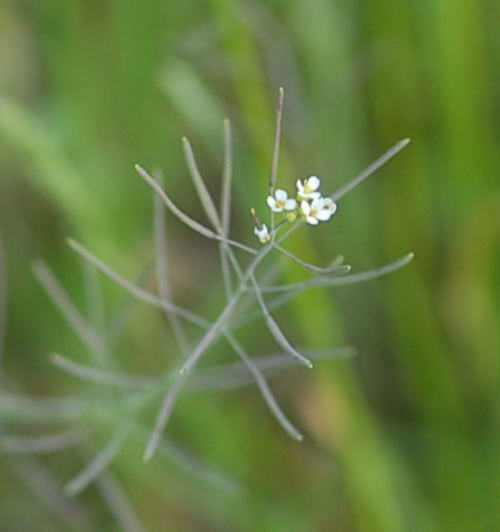 Acker-Schmalwand - Arabidopsis thaliana