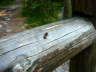 Ameisenwespe - Mutilla marginata 