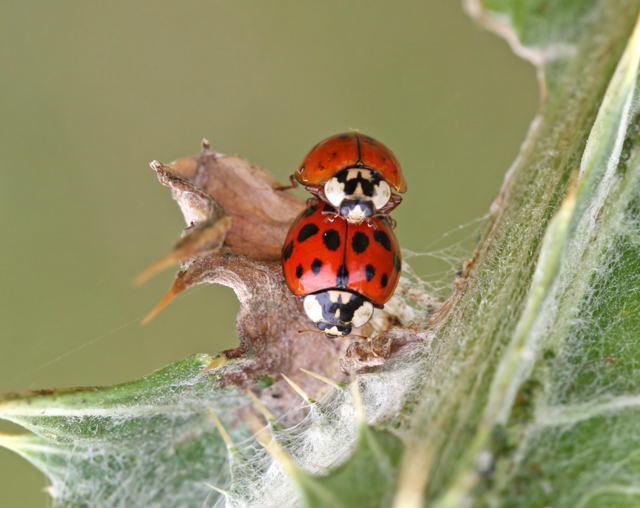 Asiatischer Marienkfer - Harmonia axyridis