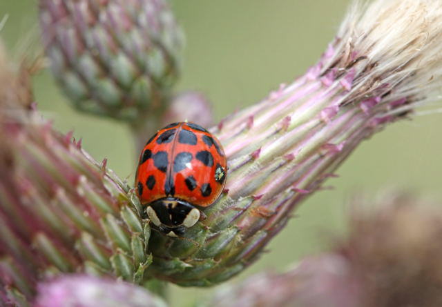 Asiatischer Marienkfer - Harmonia axyridis