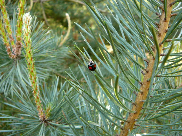 Asiatischer Marienkfer - Harmonia axyridis