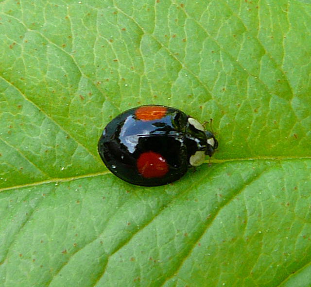 Asiatischer Marienkfer - Harmonia axyridis  