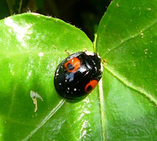 Asiatischer Marienkfer - Harmonia axyridis  