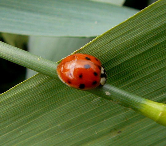 Asiatischer Marienkfer - Harmonia axyridis