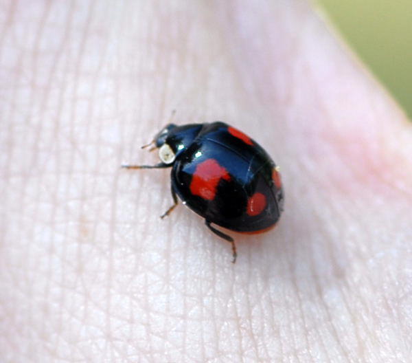 Asiatischer Marienkfer - Harmonia axyridis