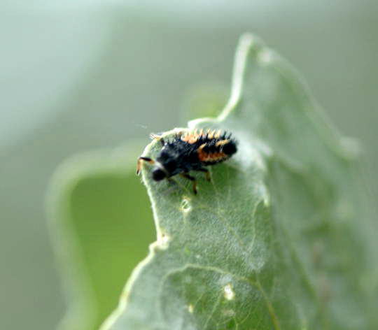 Asiatischer Marienkfer - Harmonia axyridis