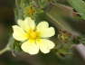 Aufrechtes Fingerkraut - Potentilla recta