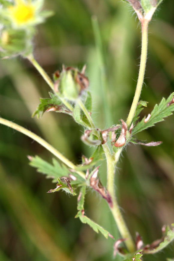 Aufrechtes Fingerkraut - Potentilla recta