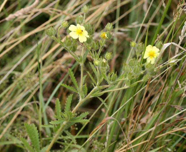 Aufrechtes Fingerkraut - Potentilla recta