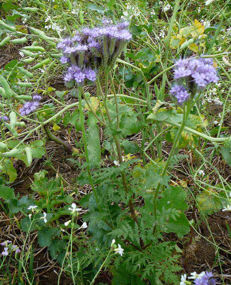 Bschelschn (Bienenfreund) - Phacelia tanacetifolia