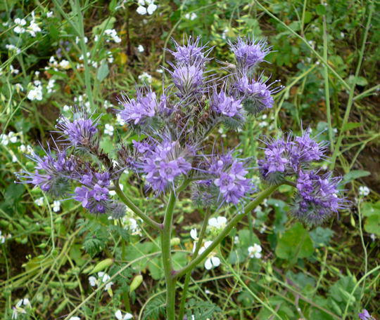Bschelschn (Bienenfreund) - Phacelia tanacetifolia