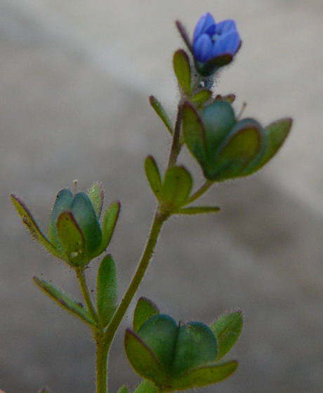 Dreiteiliger Ehrenpreis - Veronica triphyllos