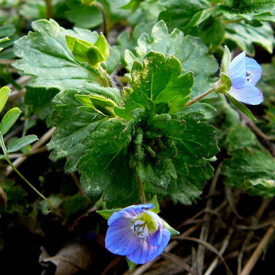 Gamander-Ehrenpreis - Veronica chamaedrys