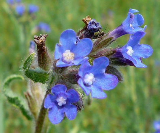 Gemeine Ochsenzunge - Anchusa officinalis