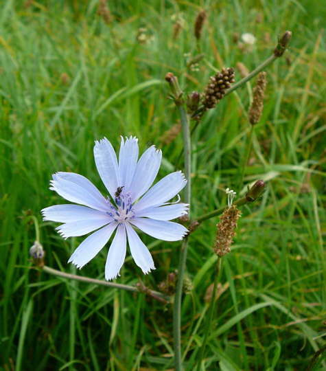 Gemeine Wegwarte - Cichorium intybus