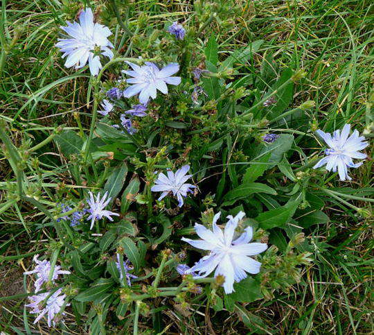 Gemeine Wegwarte - Cichorium intybus