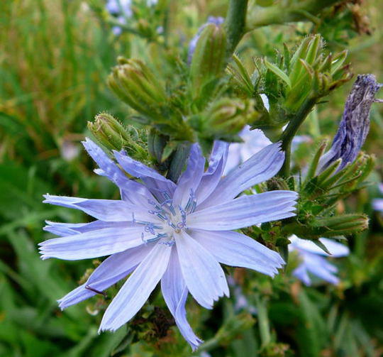 Gemeine Wegwarte - Cichorium intybus