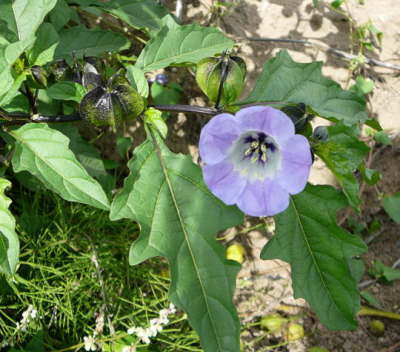 Giftbeere - Nicandra physalodes