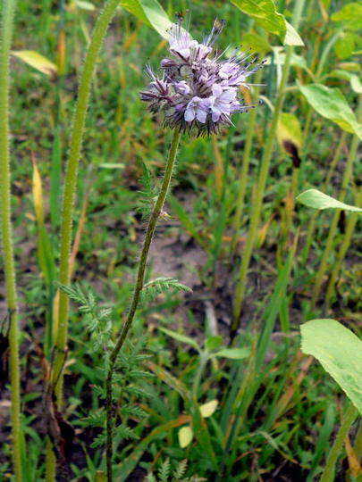 Rainfarnblttriges Bschelschn - Phacelia tanacetifolia