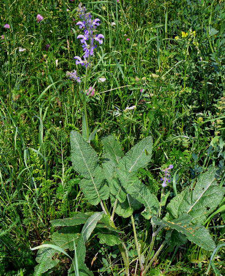 Wiesen-Salbei - Salvia pratensis