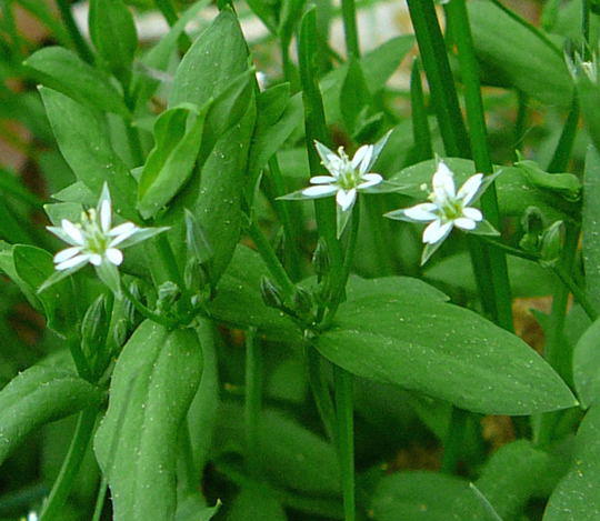 Bach-Sternmiere - Stellaria alsine