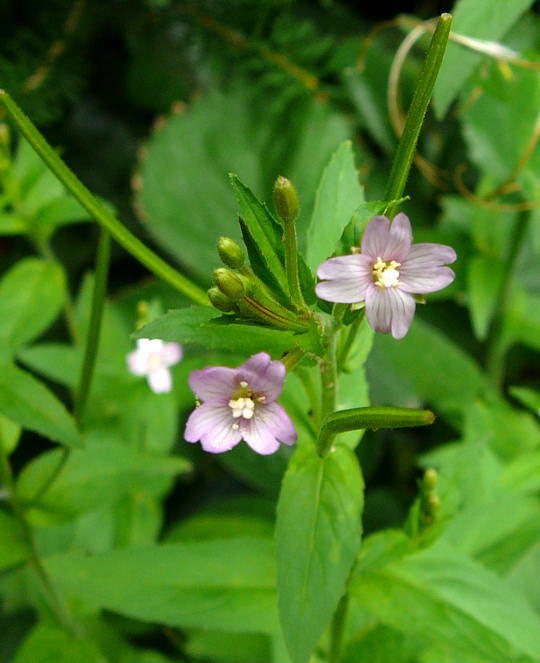 Berg-Weidenrschen - Epilobium montanum