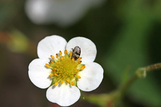 Bibernellen-Bltenkfer - Anthrenus pimpinellae