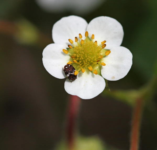 Bibernellen-Bltenkfer - Anthrenus pimpinellae