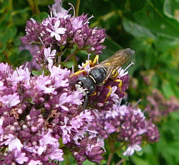 Bienenwolf - Philanthus triangulum