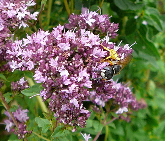 Bienenwolf - Philanthus triangulum