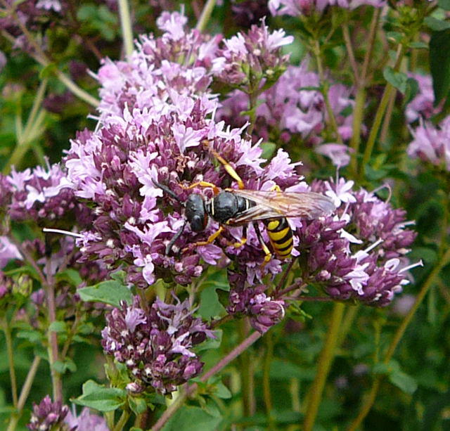 Bienenwolf - Philanthus triangulum