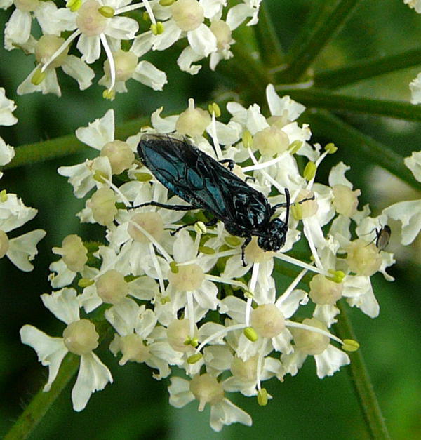 Blauschwarze Blattwespe - Arge gracilicornis