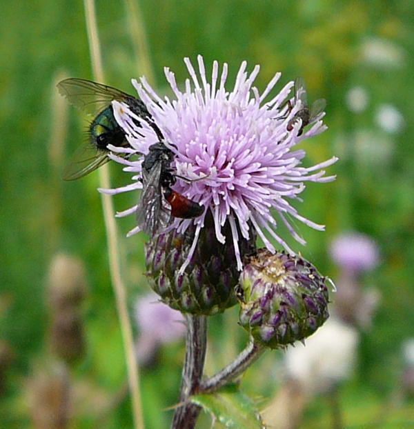 Blutbiene 2 - Sphecodes spec.