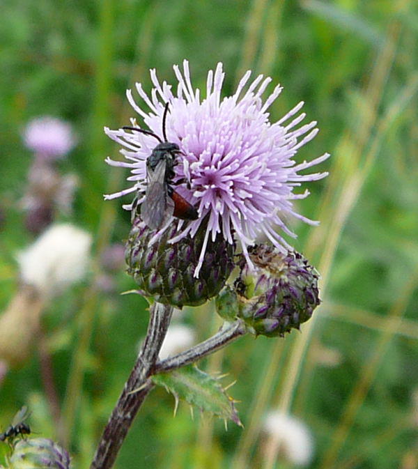 Blutbiene 2 - Sphecodes spec.