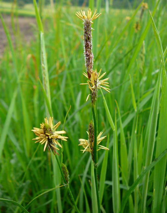 Behaarte Segge - Carex hirta