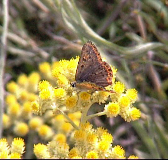 Sand-Strohblume mit Braunem Feuerfalter- Helichrymus arenarium 