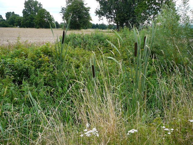 Breitblttriger Rohrkolben (Typha latifolia) 