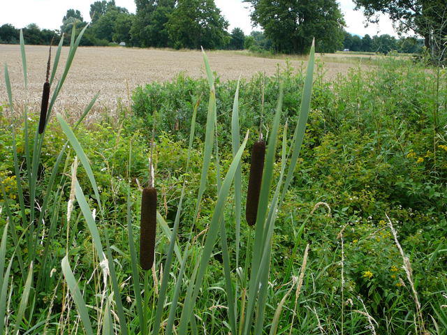 Breitblttriger Rohrkolben (Typha latifolia) 