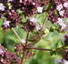 Bremse - Atylotus rusticus