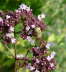 Bremse - Atylotus rusticus