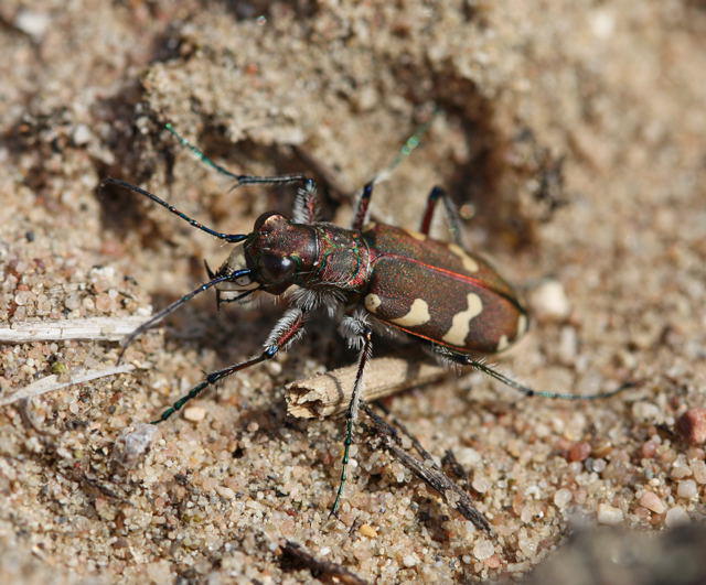 Dnen-Sandluferkfer- Cicindela hybrida