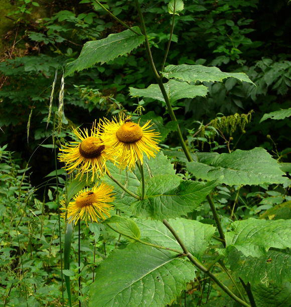 Echter Alant - Inula helenium 