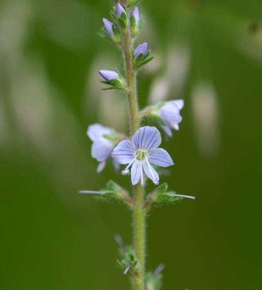 Echter Ehrenpreis - Veronica officinalis 