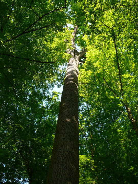 Eiche Mai 2008 Ausritt 1 Viernheimer Wald 023